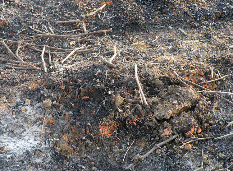 Su bruciato (cfr. Pyronema sp.)